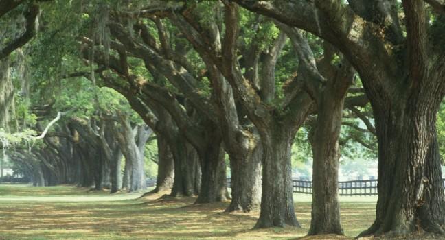 Oak tree lined road at Boone Hall Plantation, Charleston, South Carolina.