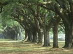 Oak tree lined road at Boone Hall Plantation, Charleston, South Carolina.