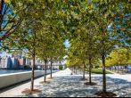 Tree lined riverwalk on Roosevelt Island.