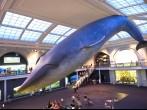 The famous American Museum for National History holds a large collection of prehistoric and human exhibits from all over the world.  Open for public at July 8,2010, New York,  USA.