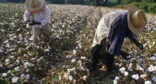 Cotton Picking