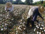Cotton Picking