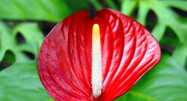 Vivid red, waxy leaves, and tall erect white and yellow spadex, this Anthurium thrives in the shade of ferns on the Big Island of Hawaii at the Panaewa Rain Forest Zoo.