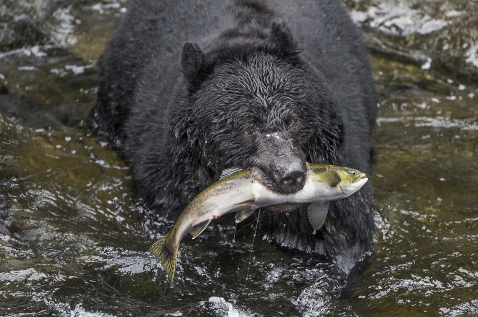 Salmon Surprise - Wasn't this salmon surprised to be grabbed out of the water in the clutches of a black bear