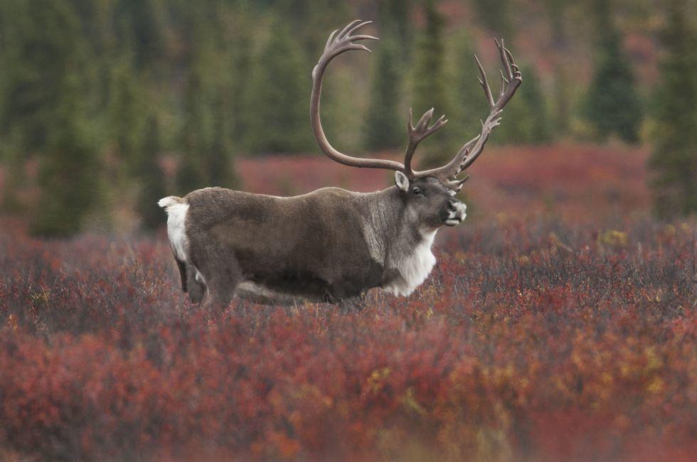 Caribou Bull (Rangifer tarandus) in fall colored tundra of dwarf birch and willow, Denali National Park, Alaska; 