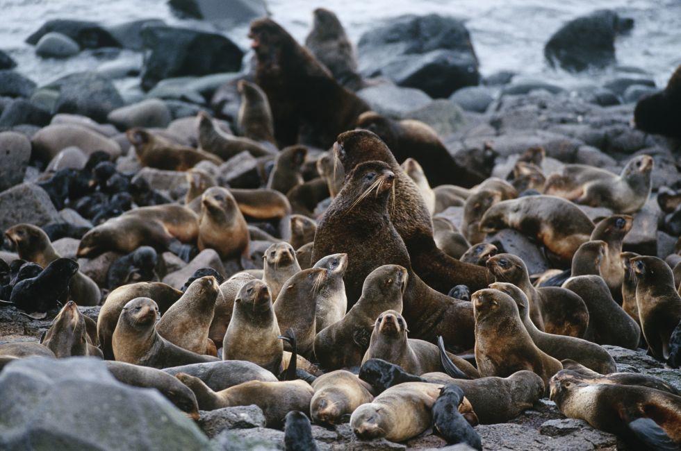 USA Alaska St. Paul Island colony of Northern Fur Seals on rocky shore