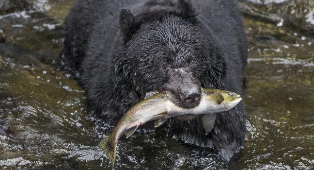 Salmon Surprise - Wasn't this salmon surprised to be grabbed out of the water in the clutches of a black bear