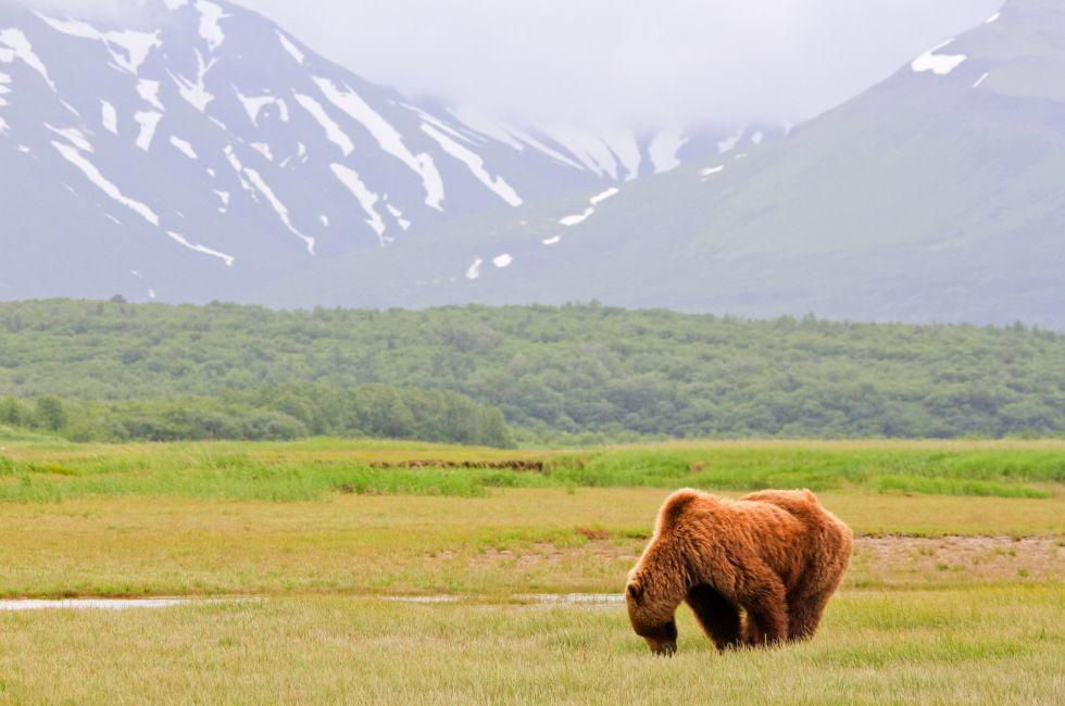 A male coastal brown bear grazing on new spring sweet salt grasses in a meadow with a glacier in the background in Hallo Bay, located in Katmai National Park in Alaska shows off the distinctive shoulder hump that older males develop. These bears spend week