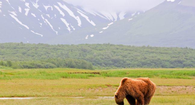 A male coastal brown bear grazing on new spring sweet salt grasses in a meadow with a glacier in the background in Hallo Bay, located in Katmai National Park in Alaska shows off the distinctive shoulder hump that older males develop. These bears spend week