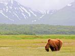A male coastal brown bear grazing on new spring sweet salt grasses in a meadow with a glacier in the background in Hallo Bay, located in Katmai National Park in Alaska shows off the distinctive shoulder hump that older males develop. These bears spend week