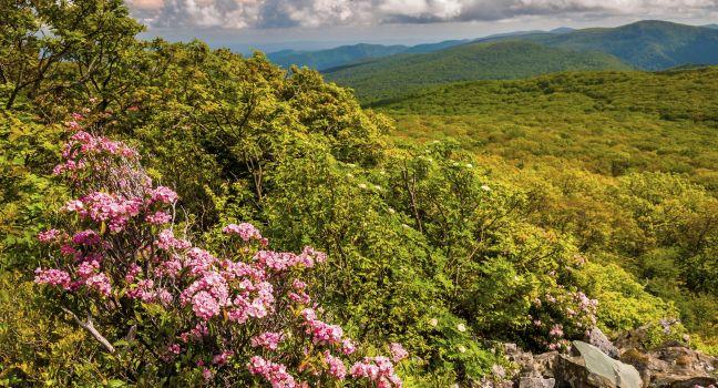 Mountain laurel and view of the Appalachians on Stony Man Mountain, in Shenandoah National Park, Virginia.;