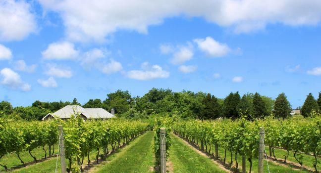 Beautiful Winery natural background in the Hampton