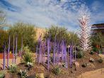 PHOENIX, ARIZONA,USA-DECEMBER 10: A Chihuly glass artwork sits amid desert landscape in Phoenix on December 10, 2013. The Chihuly exhibit is open to the public until May.; 
