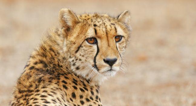 Cheetah relaxes by the road, South Africa