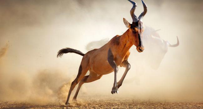 Red hartebeest running in dust - Alcelaphus caama -  Kalahari desert -  South Africa
