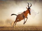 Red hartebeest running in dust - Alcelaphus caama -  Kalahari desert -  South Africa