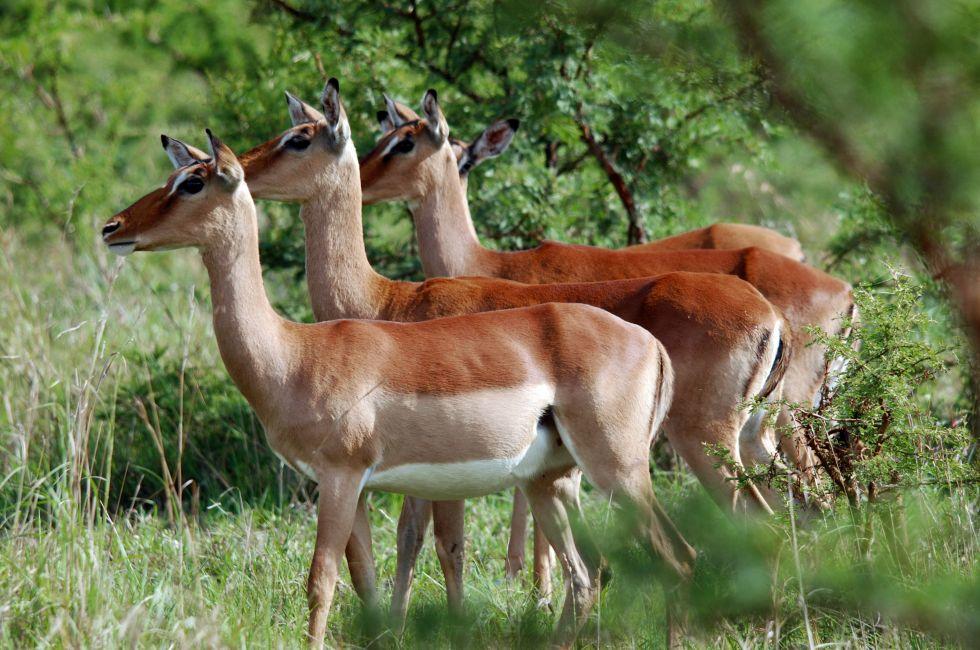 Impalas Hluhluwe imfolozi park South-Africa