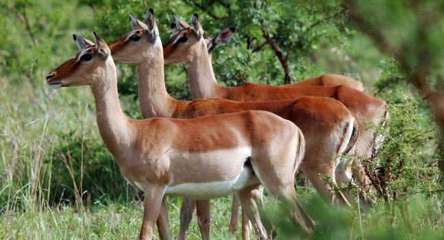 Impalas Hluhluwe imfolozi park South-Africa