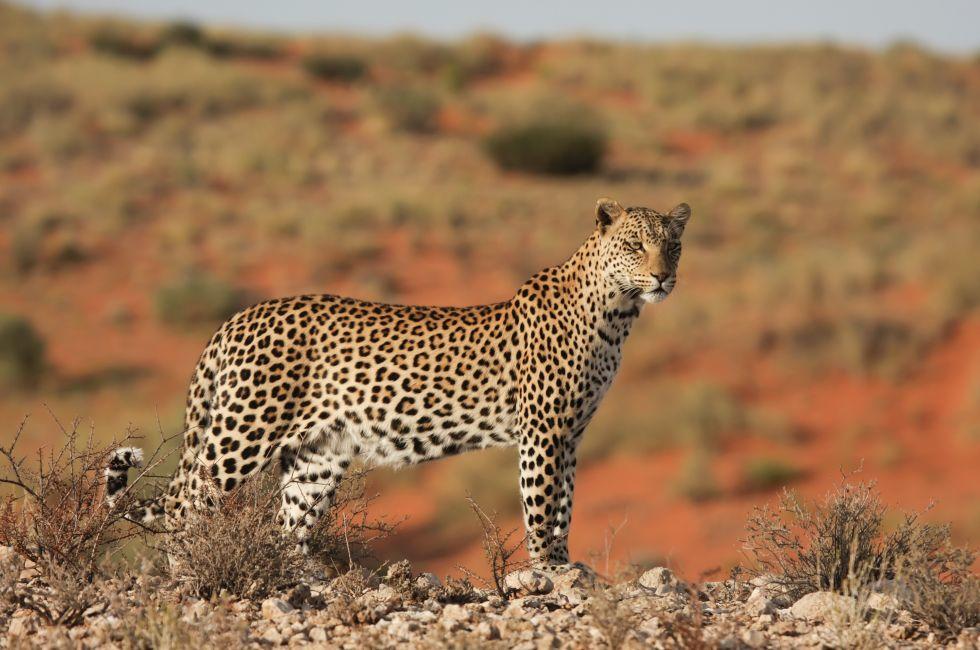 Leopard, wildlife, Kalahari, South Africa