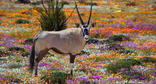 Oryx between flowers, Namaqualand, South Africa