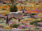 Oryx between flowers, Namaqualand, South Africa