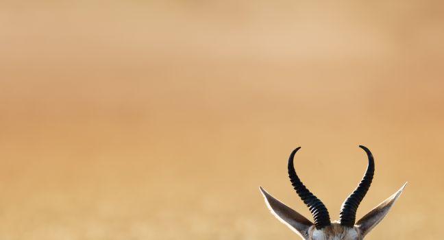 Springbok resting on green grass  - Antidorcas Marsupialis - Kalahari -  South Africa