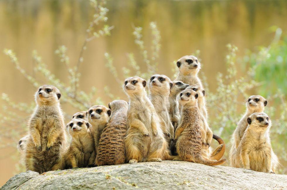 Suricate or meerkat (Suricata suricatta) family Earth males looking for enemies look in all directions ErdmÃ¤nnchen; Shutterstock ID 55167352; Project/Title: Fodor's South Africa; Downloader: Fodor's Travel