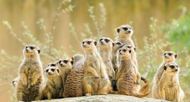 Suricate or meerkat (Suricata suricatta) family Earth males looking for enemies look in all directions ErdmÃ¤nnchen; Shutterstock ID 55167352; Project/Title: Fodor's South Africa; Downloader: Fodor's Travel