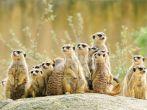 Suricate or meerkat (Suricata suricatta) family Earth males looking for enemies look in all directions ErdmÃ¤nnchen; Shutterstock ID 55167352; Project/Title: Fodor's South Africa; Downloader: Fodor's Travel