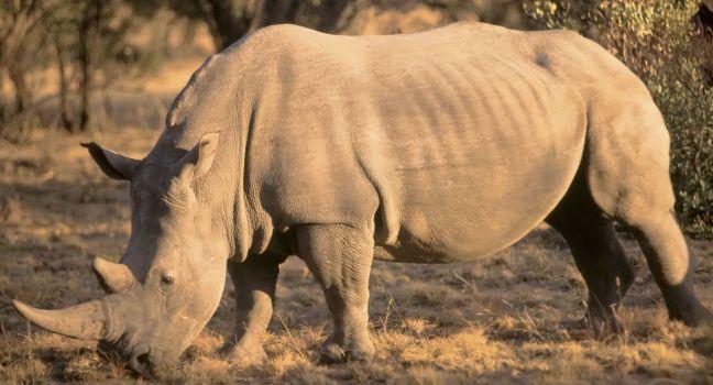 White Rhino, Bela Bela, South Africa