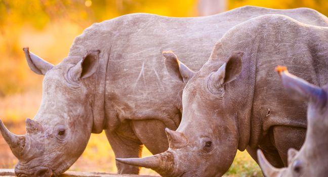 Southern white rhinoceroses (Ceratotherium simum simum) at watering hole