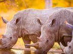 Southern white rhinoceroses (Ceratotherium simum simum) at watering hole