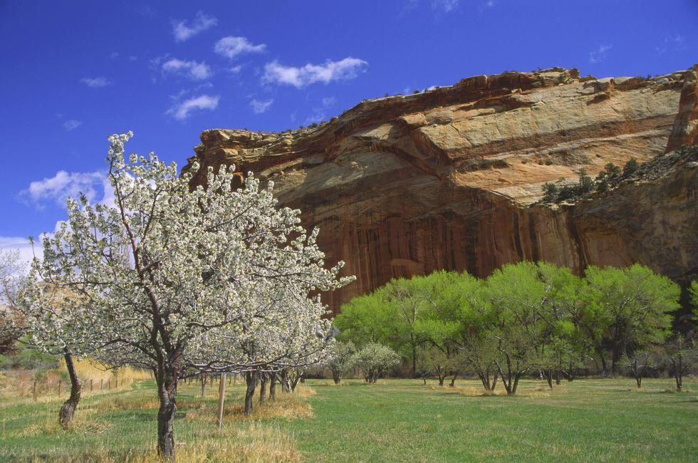 Fruita Garden in Capitol Reef National Park