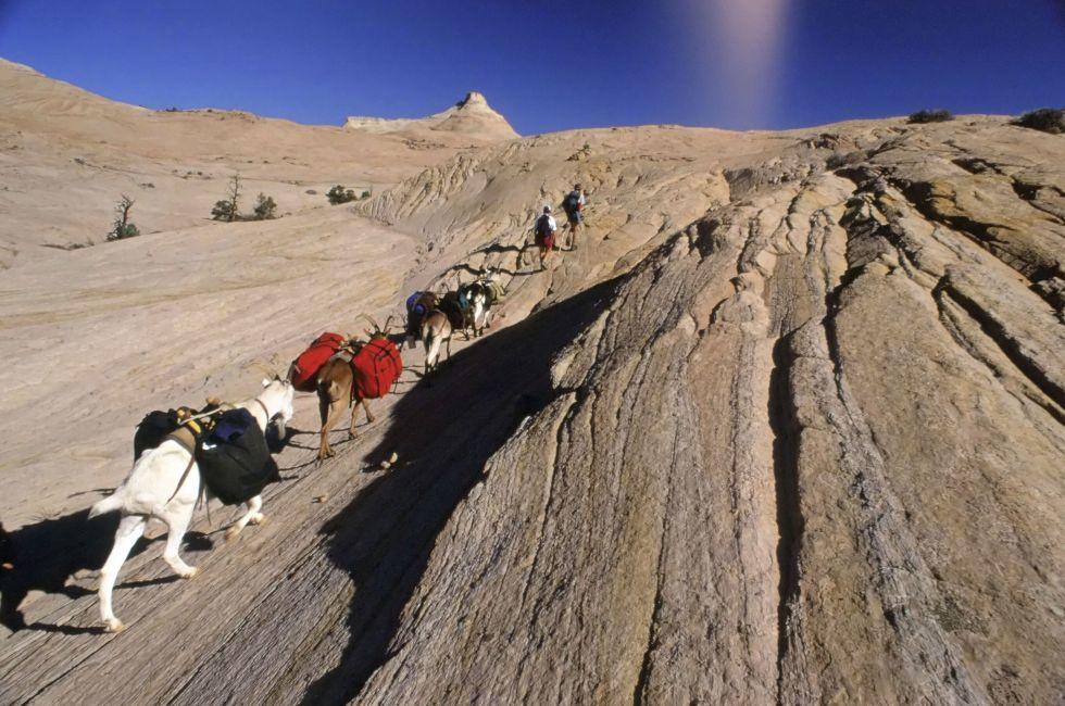 goat packing in grand escalante staircase national park, Utah