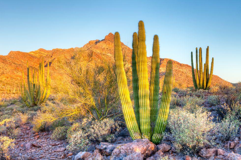 Young Organ Pipe Cactus basking in day's first rays.