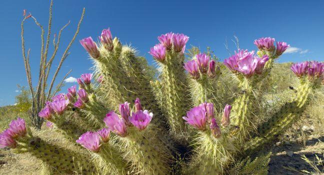 Hedgehog Cactus blooming in Organ Pipe Cactus National Monument, AZ near Mexico-USA border.