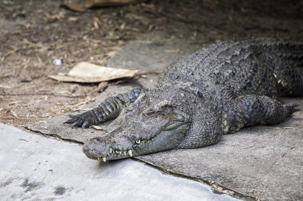 crocodile, Darwin, Australia
