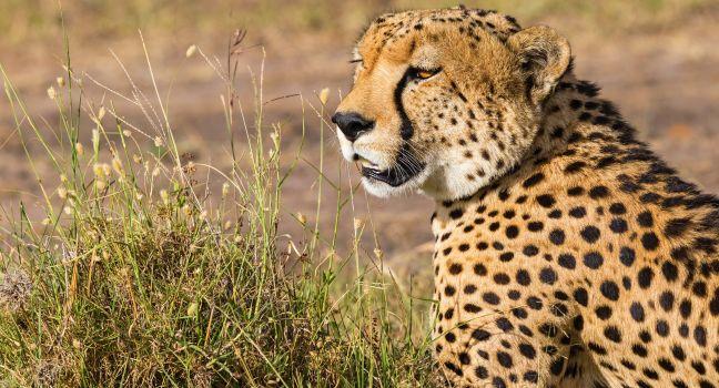 Cheetah looking out over the savanna