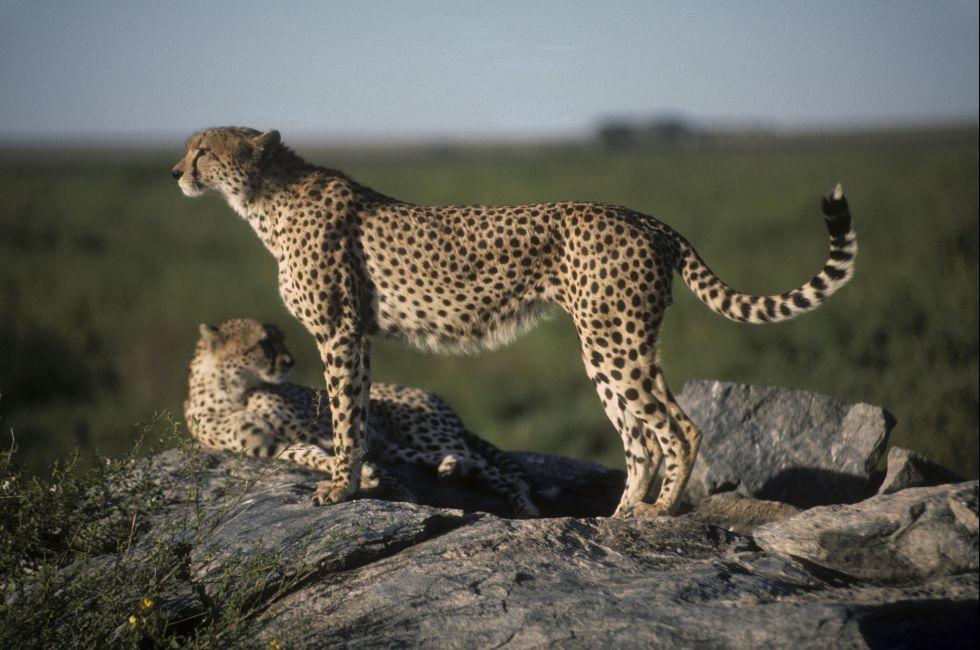 Alert and ready for a high speed chase on the plains of the Masai Mara, Cheetahs are the fastest land animal in the world, hunting their prey with the aid of a camouflaging fur pattern. Masai Mara, Kenya