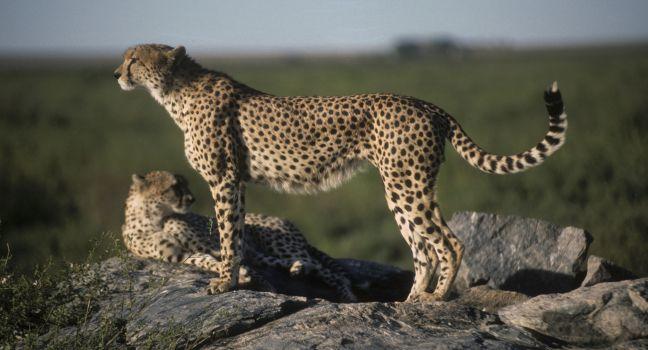 Alert and ready for a high speed chase on the plains of the Masai Mara, Cheetahs are the fastest land animal in the world, hunting their prey with the aid of a camouflaging fur pattern. Masai Mara, Kenya