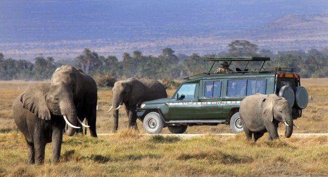 safari game drive with the elephants, masai mara  reserve in kenya, Africa; 