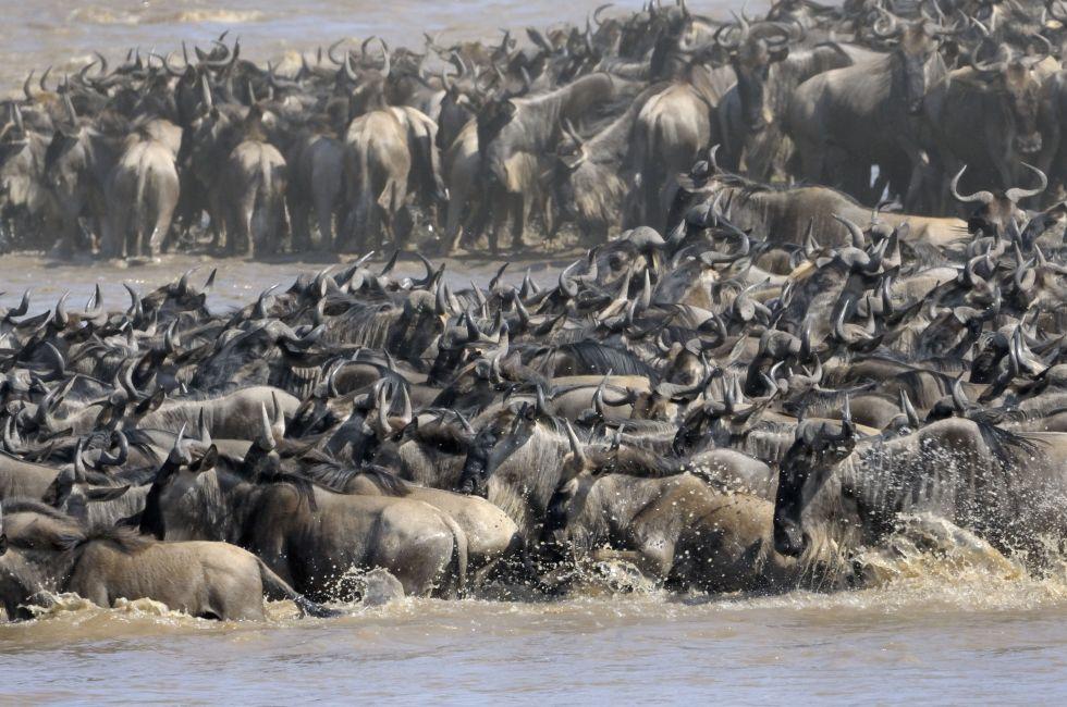 Wildebeest crossing the Mara river.