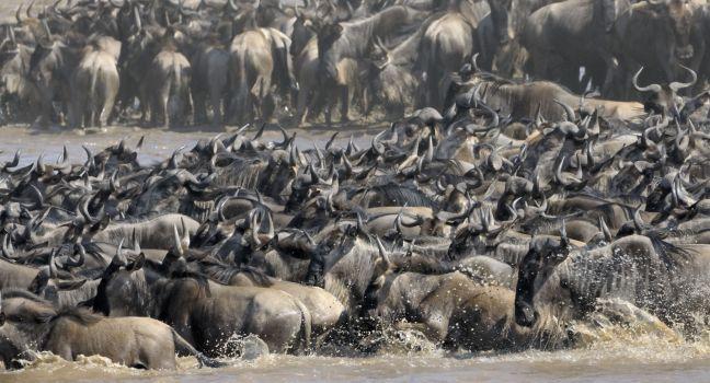 Wildebeest crossing the Mara river.