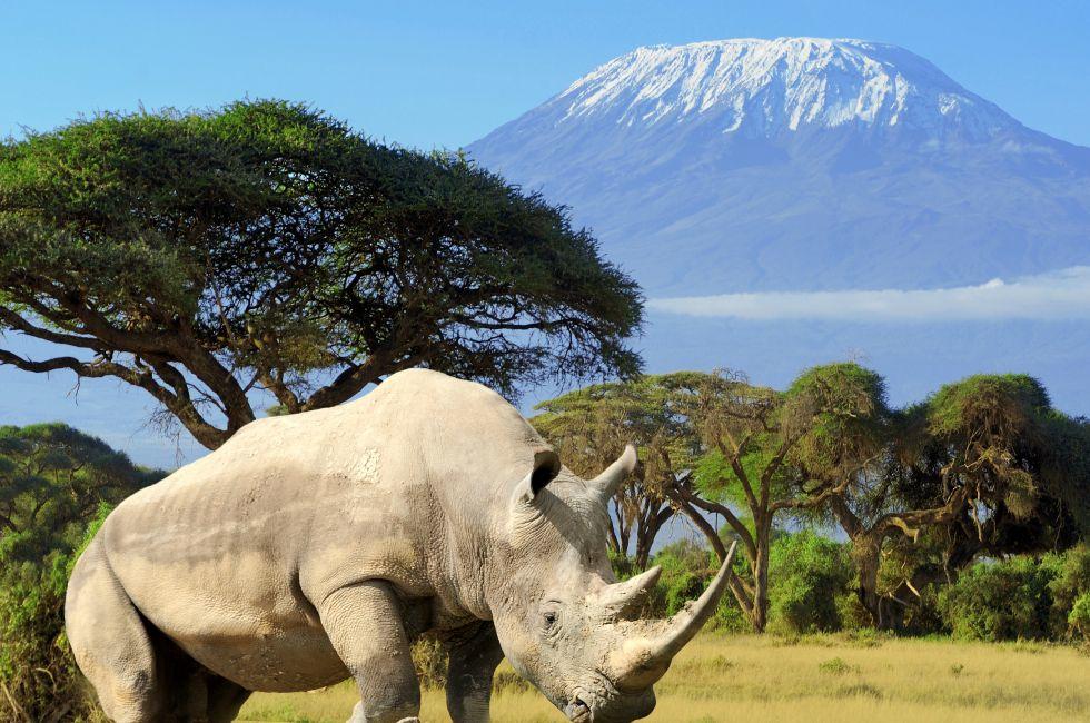Rhino in front of Kilimanjaro mountain - Amboseli national park Kenya