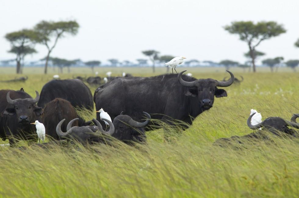 Cape Buffalo and cattle egrets in grasslands of Tsavo National park, Kenya, Africa.