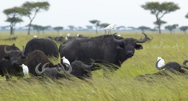 Cape Buffalo and cattle egrets in grasslands of Tsavo National park, Kenya, Africa.