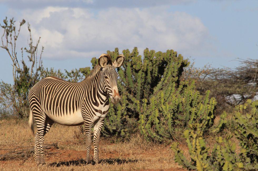 Grevy's Zebra and Euphorbia plants in Laikipia, Kenya