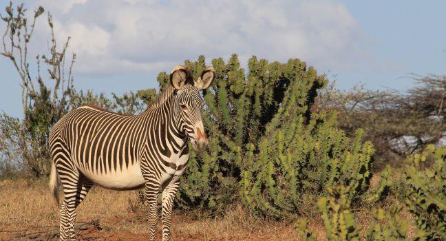 Grevy's Zebra and Euphorbia plants in Laikipia, Kenya