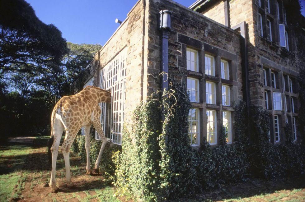 An invited guest trolls for snacks at Giraffe Manor, an elegant mansion taking overnight guests near a favorite feeding grounds for the tallest of all living land animals, Nairobie, Kenya