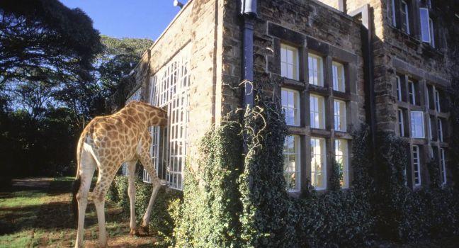An invited guest trolls for snacks at Giraffe Manor, an elegant mansion taking overnight guests near a favorite feeding grounds for the tallest of all living land animals, Nairobie, Kenya